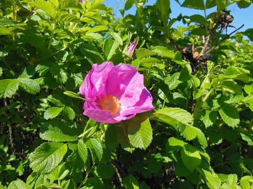 rosa rugosa flowers shrub