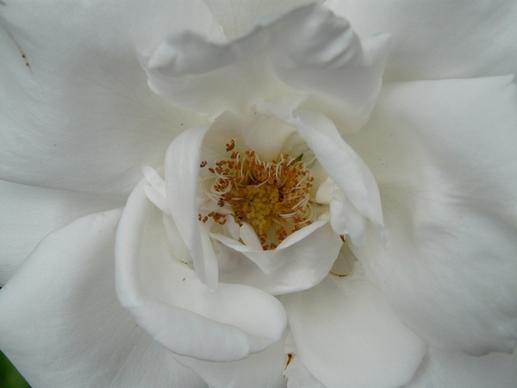 rose bloom rose white