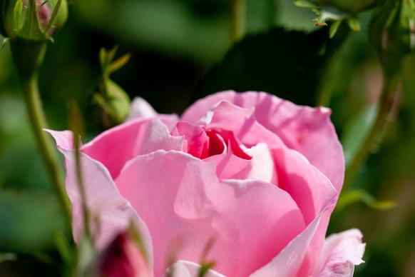rose carefree wonder
