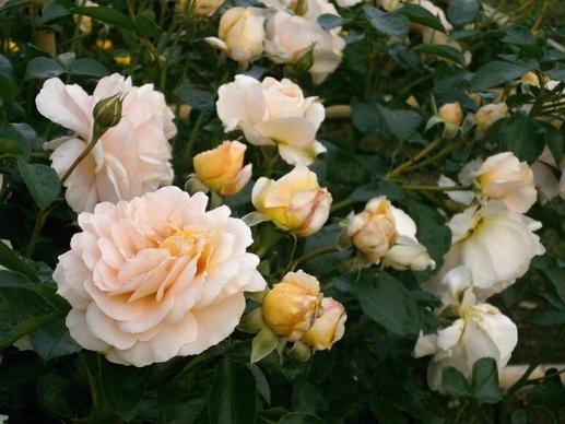 rose cream color rose garden