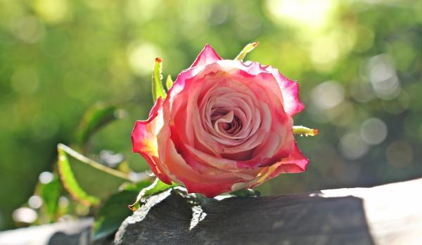 closeup of beautiful fresh red rose