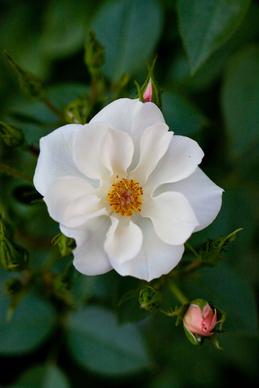 rose cupid in the garden