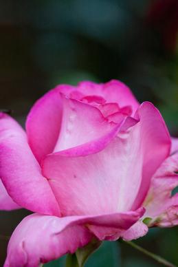 rose esmeralda