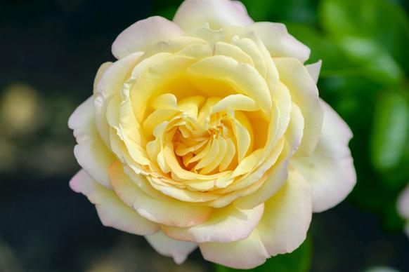 rose flower picture elegant closeup
