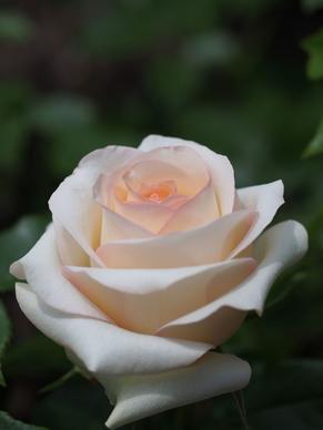 rose frygroovy