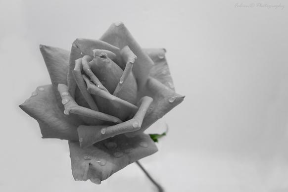 rose grise