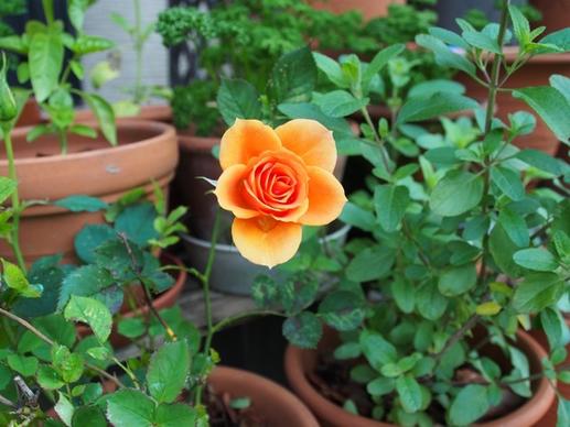 rose huang