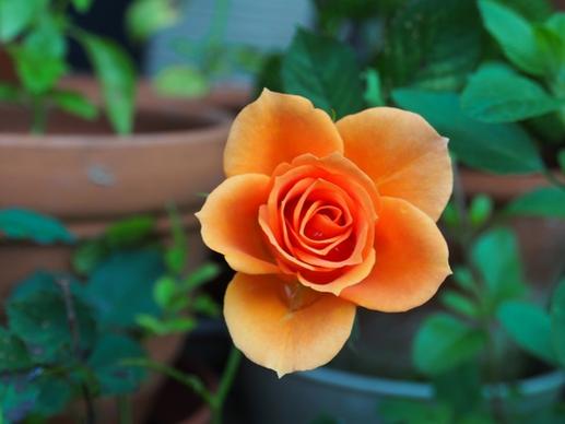 rose huang plant