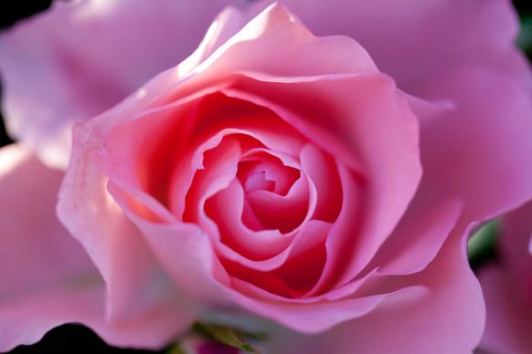 rose jardins de france