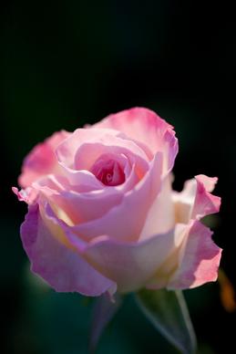 rose matilda