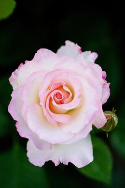 rose matilda