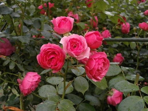 rose miniature roses pink flower