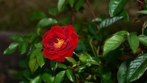 rose of spring