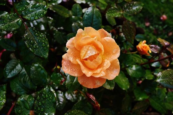 beautiful fresh orange roses under dew drops