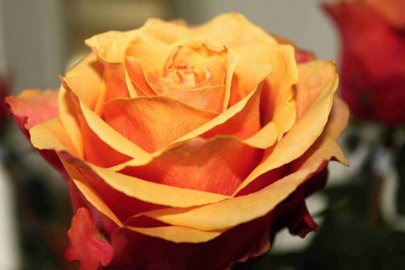 rose orange roses