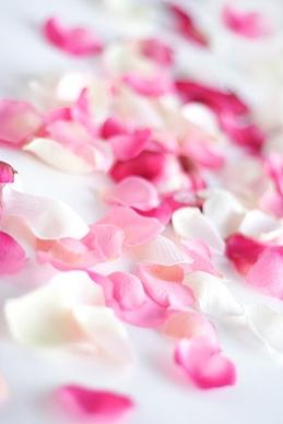 rose petal picture