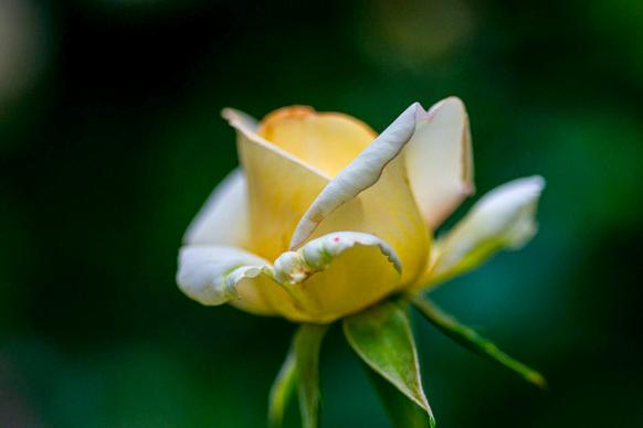rose petal picture elegant contrast closeup