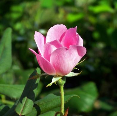 rose pink bloom