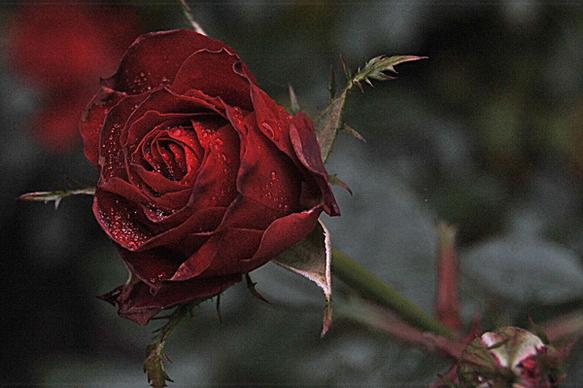rose rose rose red