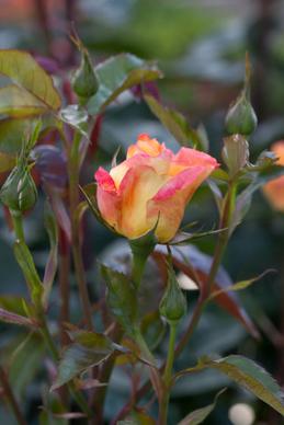 rose spectra