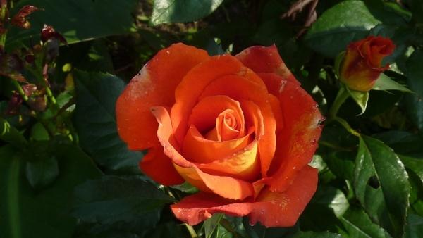 rose summer garden