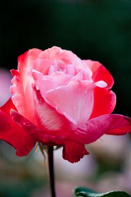 rose tanchyo