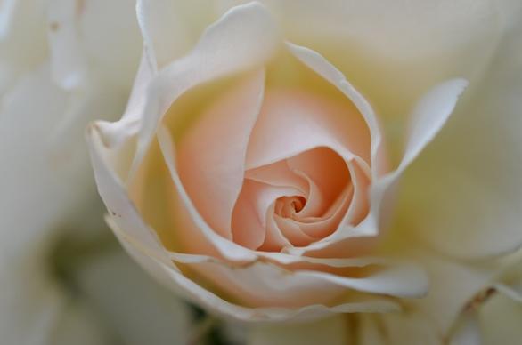rose white rose flower