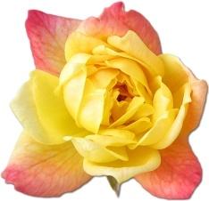 Rose Yellow 2
