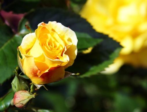 rose yellow rose yellow