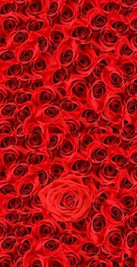 roses background of highdefinition picture 2p