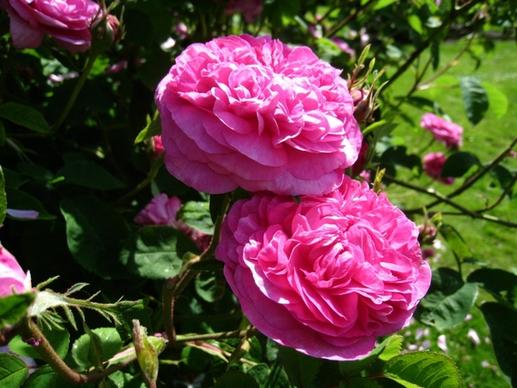roses pink summer