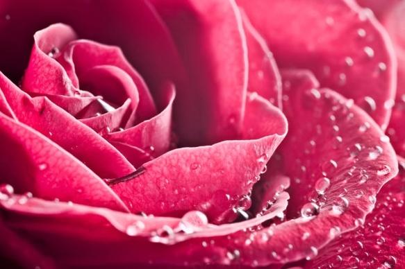 roses with water drops closeup highdefinition picture