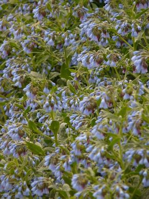 rough comfrey flower blue