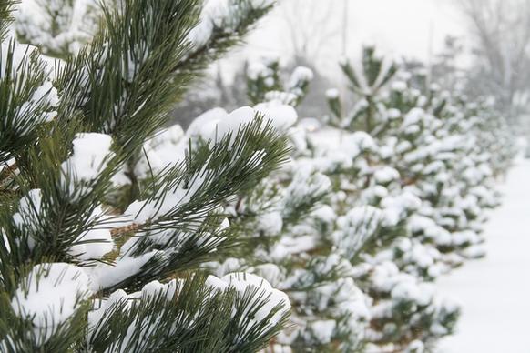 row of pine trees covered in snow
