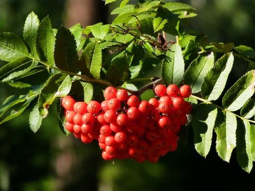 rowan berries red nature