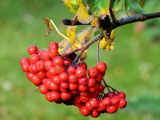 rowan tree berries