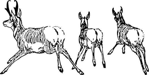 Running Antelope clip art