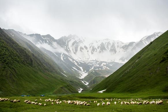 rural faming scenery mountain sheep herd scene 