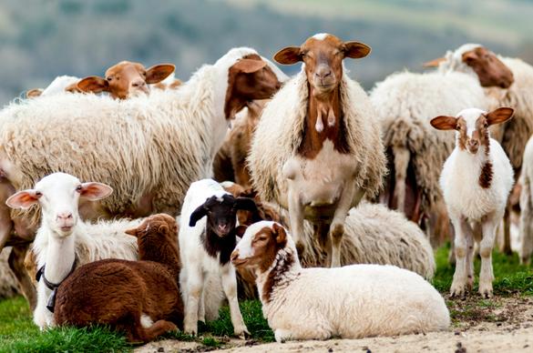 rural farming picture elegant sheep herd