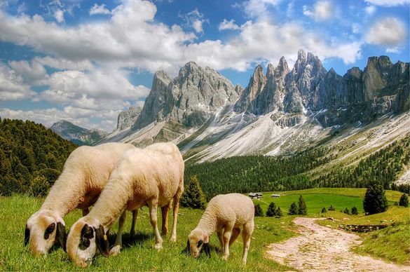 rural farming picture grazing sheep mountain scene 