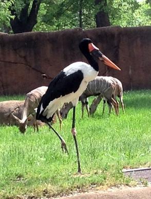 saddle billed stork