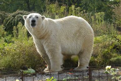 safari backdrop picture polar bear elegance