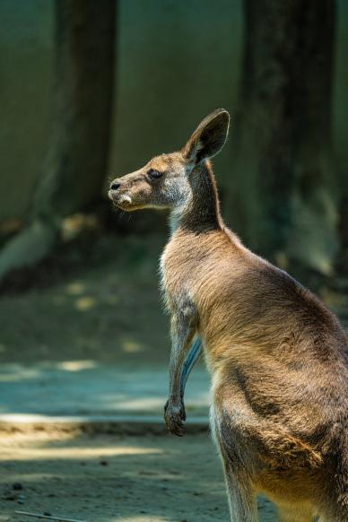 safari picture kangaroo forest contrast scene