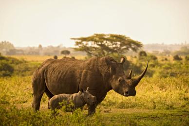 safari scene backdrop picture contrast realistic