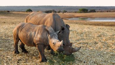 safari scene backdrop picture rhinoes grazing grass