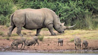 safari scene picture realistic rhino wild boars