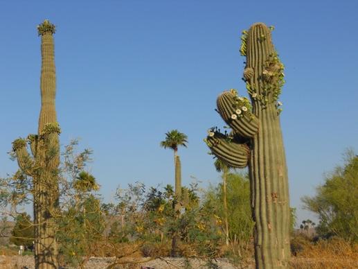 saguaro cactus arizona green