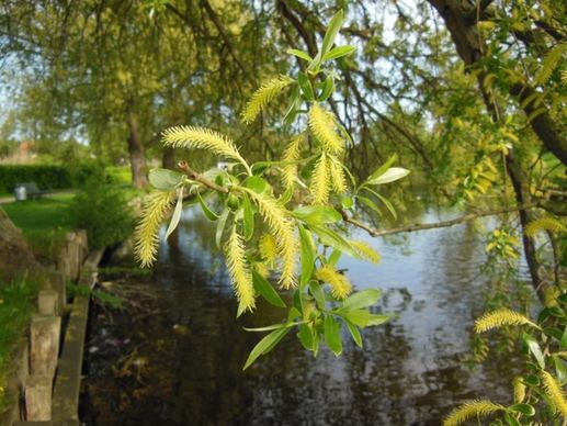 salix old willow catkins