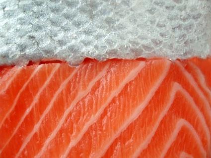 salmon stock photo