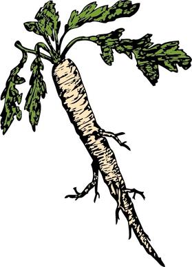 Salsify Food Plants Root clip art